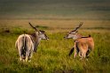 039 Masai Mara, elandantilopes